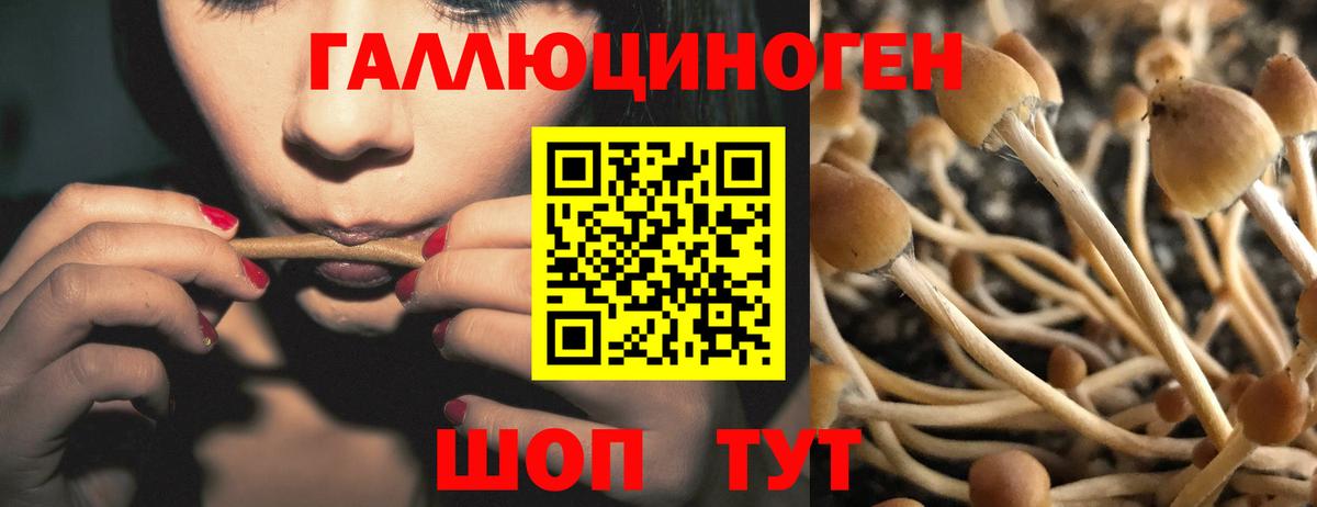 Тимашёвск  Галлюциногенные грибы MAGIC MUSHROOMS  Вход с VPN 